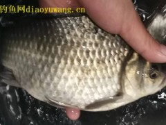 钓鱼调漂的正确方法教程有哪些？