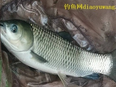 鲫鱼