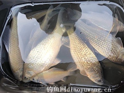 鲫鱼