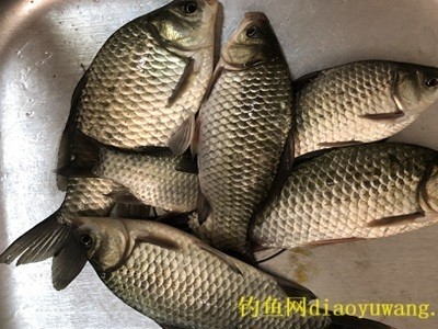 大板鲫